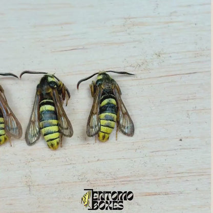 Sesia apiformis (Ungespannt)