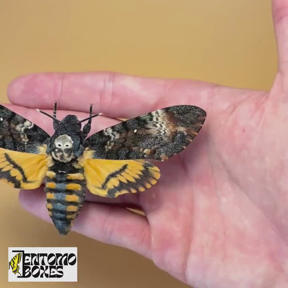 Acherontia atropos (Gespannt)