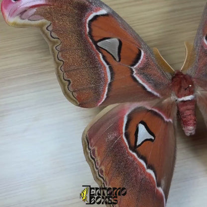 Attacus lorquini (Gespannt)