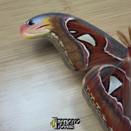 Attacus atlas (Gespannt)
