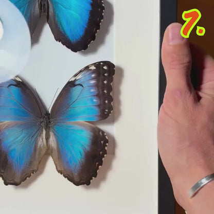 Blaues Morpho-Paar