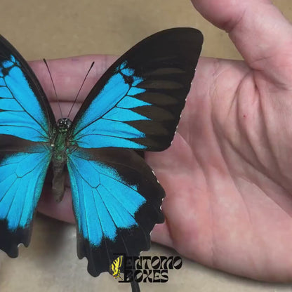 Papilio ulysses