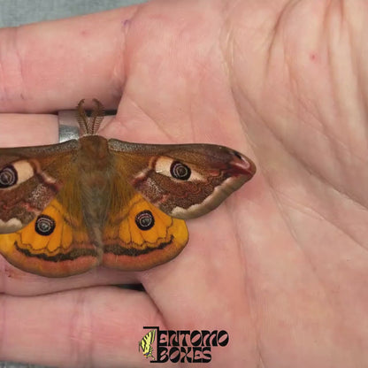 Saturnia pavonia (Unmontiert)