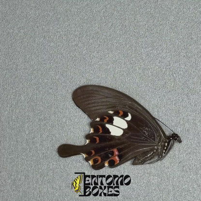 Weiche Entomologie-Pinzette 15cm