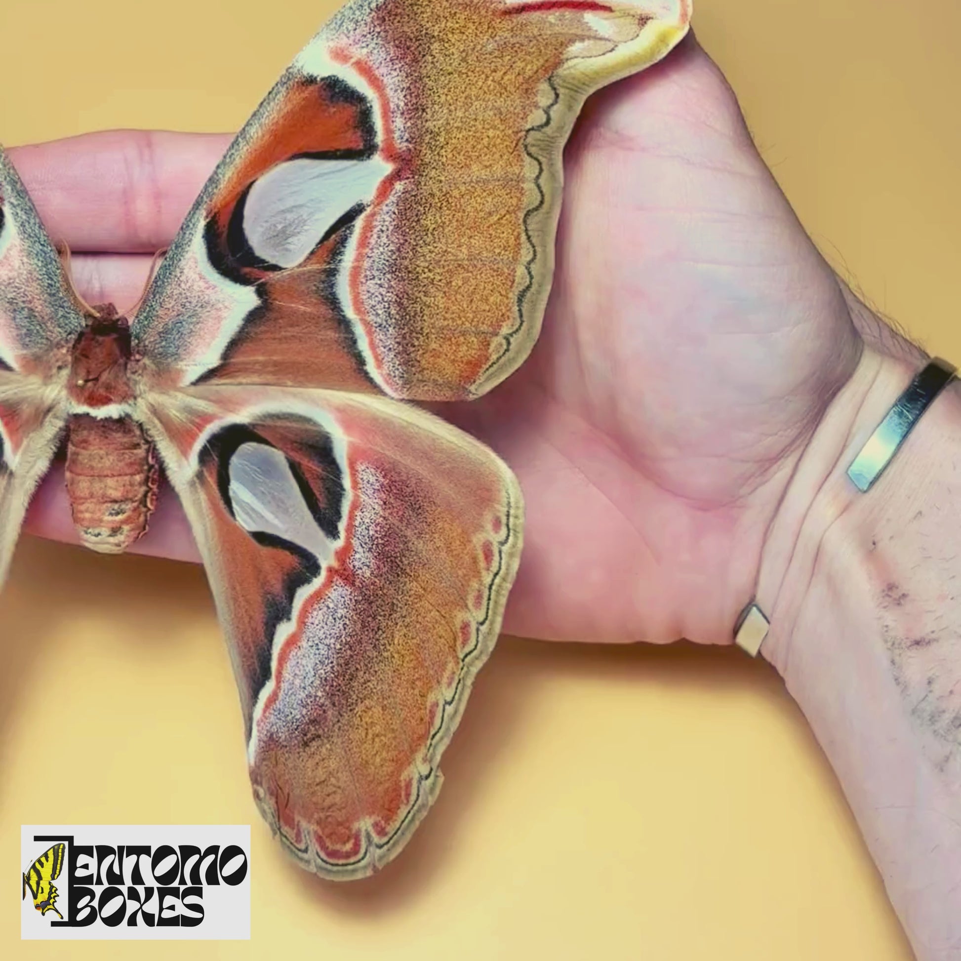 attacus lorquini female for sale