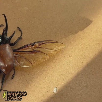 Eupatorus gracilicornis