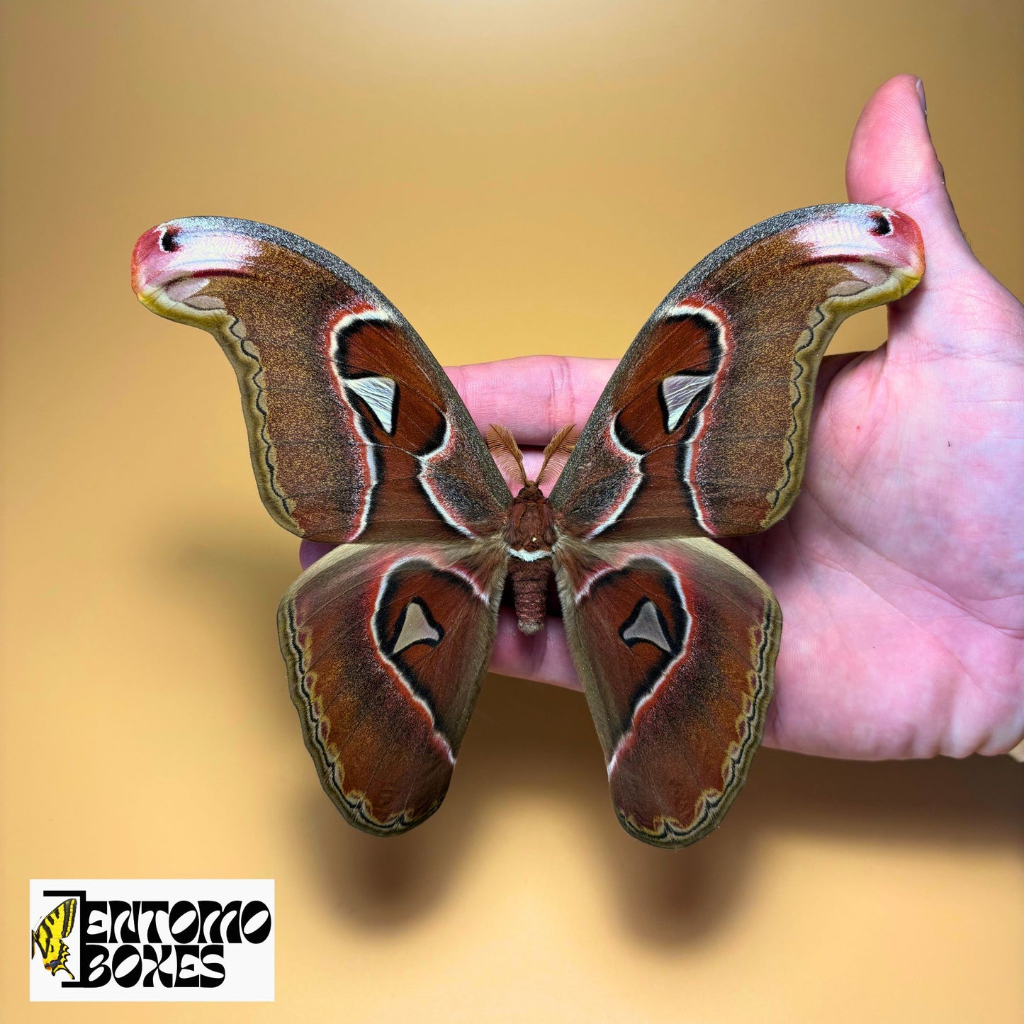 attacus lorquini male for sale