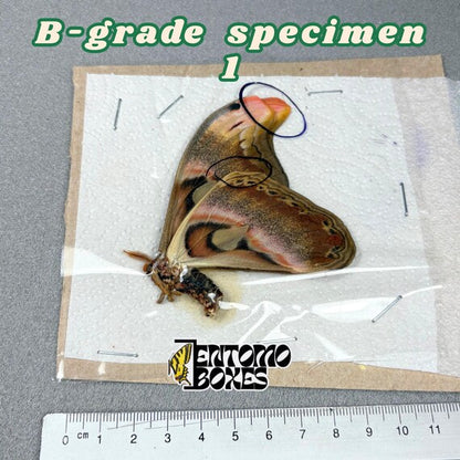 Attacus atlas Motte B-Qualität Exemplar 1, ungespannt mit kleinen Mängeln