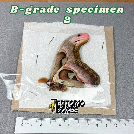 Attacus atlas Motte B-Qualität Exemplar 2, ungespannt mit kleinen Mängeln
