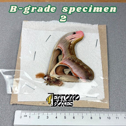 Attacus atlas Motte B-Qualität Exemplar 2, ungespannt mit kleinen Mängeln