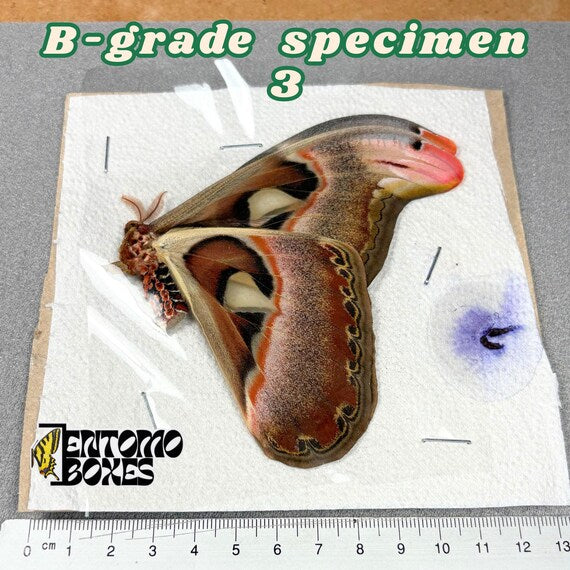 Attacus atlas Motte B-Qualität Exemplar 3, ungespannt mit kleinen Mängeln