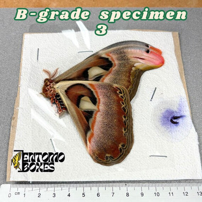 Attacus atlas Motte B-Qualität Exemplar 3, ungespannt mit kleinen Mängeln