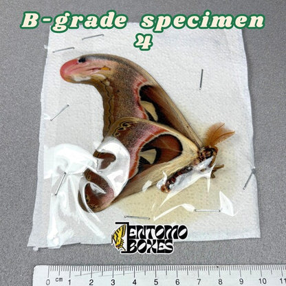 Attacus atlas Motte B-Qualität Exemplar 4, ungespannt mit kleinen Mängeln