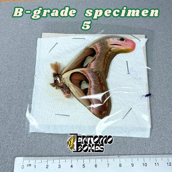 Attacus atlas Motte B-Qualität Exemplar 5, ungespannt mit kleinen Mängeln