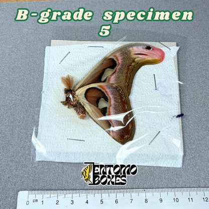Attacus atlas Motte B-Qualität Exemplar 5, ungespannt mit kleinen Mängeln