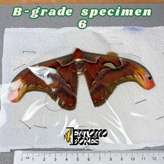 Attacus atlas Motte B-Qualität Exemplar 6, ungespannt mit kleinen Mängeln