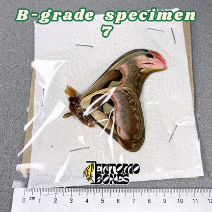 Attacus atlas Motte B-Qualität Exemplar 7, ungespannt mit kleinen Mängeln