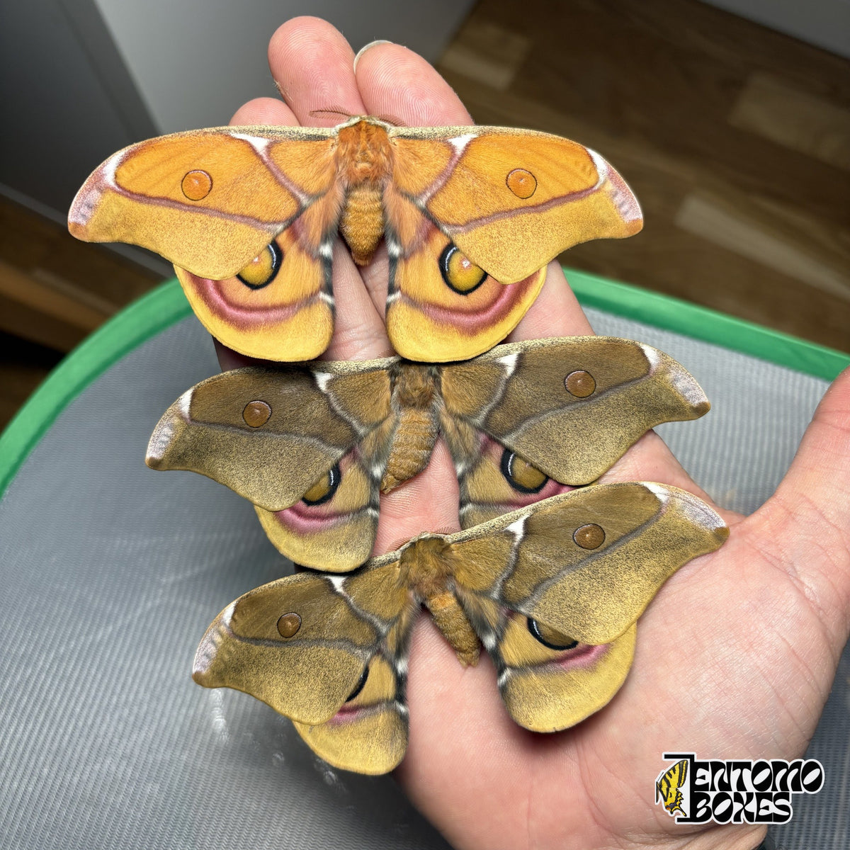 Drei Antherina suraka Falter mit offenen Flügeln in der Hand, ein oranges und zwei olivbraune Exemplare